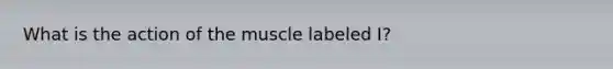 What is the action of the muscle labeled I?