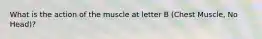 What is the action of the muscle at letter B (Chest Muscle, No Head)?