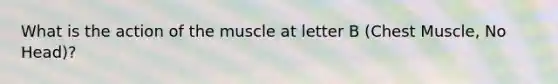 What is the action of the muscle at letter B (Chest Muscle, No Head)?