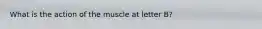 What is the action of the muscle at letter B?