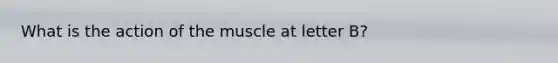 What is the action of the muscle at letter B?