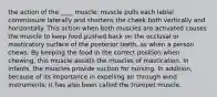 the action of the ____ muscle: muscle pulls each labial commissure laterally and shortens the cheek both vertically and horizontally. This action when both muscles are activated causes the muscle to keep food pushed back on the occlusal or masticatory surface of the posterior teeth, as when a person chews. By keeping the food in the correct position when chewing, this muscle assists the muscles of mastication. In infants, the muscles provide suction for nursing. In addition, because of its importance in expelling air through wind instruments, it has also been called the trumpet muscle.