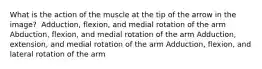 What is the action of the muscle at the tip of the arrow in the image? ​ Adduction, flexion, and medial rotation of the arm Abduction, flexion, and medial rotation of the arm Adduction, extension, and medial rotation of the arm Adduction, flexion, and lateral rotation of the arm