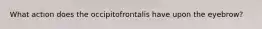 What action does the occipitofrontalis have upon the eyebrow?