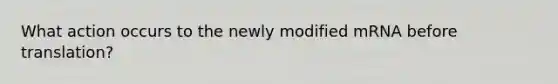 What action occurs to the newly modified mRNA before translation?