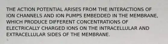 THE ACTION POTENTIAL ARISES FROM THE INTERACTIONS OF ION CHANNELS AND ION PUMPS EMBEDDED IN THE MEMBRANE, WHICH PRODUCE DIFFERENT CONCENTRATIONS OF ELECTRICALLY CHARGED IONS ON THE INTRACELLULAR AND EXTRACELLULAR SIDES OF THE MEMBRANE.