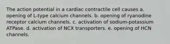 The action potential in a cardiac contractile cell causes a. opening of L-type calcium channels. b. opening of ryanodine receptor calcium channels. c. activation of sodium-potassium ATPase. d. activation of NCX transporters. e. opening of HCN channels.