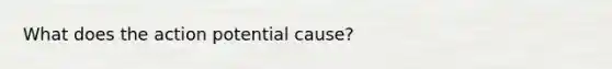 What does the action potential cause?