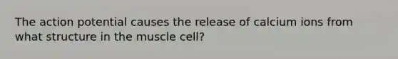 The action potential causes the release of calcium ions from what structure in the muscle cell?