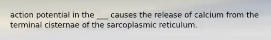 action potential in the ___ causes the release of calcium from the terminal cisternae of the sarcoplasmic reticulum.