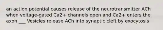 an action potential causes release of the neurotransmitter ACh when voltage-gated Ca2+ channels open and Ca2+ enters the axon ___ Vesicles release ACh into synaptic cleft by exocytosis