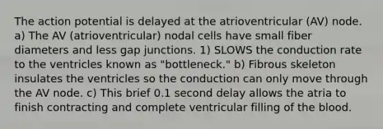 The action potential is delayed at the atrioventricular (AV) node. a) The AV (atrioventricular) nodal cells have small fiber diameters and less gap junctions. 1) SLOWS the conduction rate to the ventricles known as "bottleneck." b) Fibrous skeleton insulates the ventricles so the conduction can only move through the AV node. c) This brief 0.1 second delay allows the atria to finish contracting and complete ventricular filling of the blood.