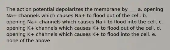 The action potential depolarizes the membrane by ___ a. opening Na+ channels which causes Na+ to flood out of the cell. b. opening Na+ channels which causes Na+ to flood into the cell. c. opening K+ channels which causes K+ to flood out of the cell. d. opening K+ channels which causes K+ to flood into the cell. e. none of the above