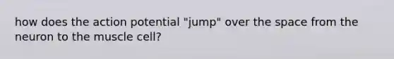 how does the action potential "jump" over the space from the neuron to the muscle cell?