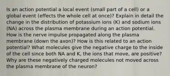 Is an action potential a local event (small part of a cell) or a global event (effects the whole cell at once)? Explain in detail the change in the distribution of potassium ions (K) and sodium ions (NA) across the plasma membrane during an action potential. How is the nerve impulse propagated along the plasma membrane (down the axon)? How is this related to an action potential? What molecules give the negative charge to the inside of the cell since both NA and K, the ions that move, are positive? Why are these negatively charged molecules not moved across the plasma membrane of the neuron?