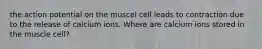 the action potential on the muscel cell leads to contraction due to the release of calcium ions. Where are calcium ions stored in the muscle cell?