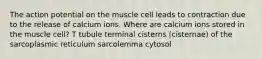 The action potential on the muscle cell leads to contraction due to the release of calcium ions. Where are calcium ions stored in the muscle cell? T tubule terminal cisterns (cisternae) of the sarcoplasmic reticulum sarcolemma cytosol