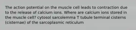 The action potential on the muscle cell leads to contraction due to the release of calcium ions. Where are calcium ions stored in the muscle cell? cytosol sarcolemma T tubule terminal cisterns (cisternae) of the sarcoplasmic reticulum