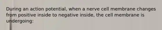 During an action potential, when a nerve cell membrane changes from positive inside to negative inside, the cell membrane is undergoing: