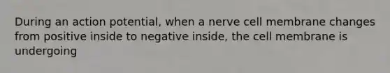 During an action potential, when a nerve cell membrane changes from positive inside to negative inside, the cell membrane is undergoing