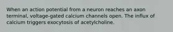 When an action potential from a neuron reaches an axon terminal, voltage-gated calcium channels open. The influx of calcium triggers exocytosis of acetylcholine.