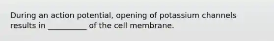 During an action potential, opening of potassium channels results in __________ of the cell membrane.