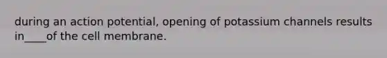 during an action potential, opening of potassium channels results in____of the cell membrane.