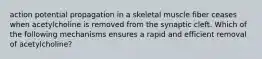 action potential propagation in a skeletal muscle fiber ceases when acetylcholine is removed from the synaptic cleft. Which of the following mechanisms ensures a rapid and efficient removal of acetylcholine?