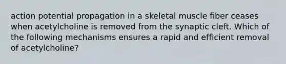 action potential propagation in a skeletal muscle fiber ceases when acetylcholine is removed from the synaptic cleft. Which of the following mechanisms ensures a rapid and efficient removal of acetylcholine?