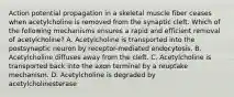 Action potential propagation in a skeletal muscle fiber ceases when acetylcholine is removed from the synaptic cleft. Which of the following mechanisms ensures a rapid and efficient removal of acetylcholine? A. Acetylcholine is transported into the postsynaptic neuron by receptor-mediated endocytosis. B. Acetylcholine diffuses away from the cleft. C. Acetylcholine is transported back into the axon terminal by a reuptake mechanism. D. Acetylcholine is degraded by acetylcholinesterase