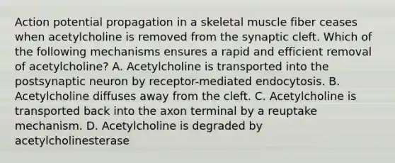 Action potential propagation in a skeletal muscle fiber ceases when acetylcholine is removed from the synaptic cleft. Which of the following mechanisms ensures a rapid and efficient removal of acetylcholine? A. Acetylcholine is transported into the postsynaptic neuron by receptor-mediated endocytosis. B. Acetylcholine diffuses away from the cleft. C. Acetylcholine is transported back into the axon terminal by a reuptake mechanism. D. Acetylcholine is degraded by acetylcholinesterase