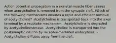 Action potential propagation in a skeletal muscle fiber ceases when acetylcholine is removed from the synaptic cleft. Which of the following mechanisms ensures a rapid and efficient removal of acetylcholine? -Acetylcholine is transported back into the axon terminal by a reuptake mechanism. -Acetylcholine is degraded by acetylcholinesterase. -Acetylcholine is transported into the postsynaptic neuron by receptor-mediated endocytosis. -Acetylcholine diffuses away from the cleft.