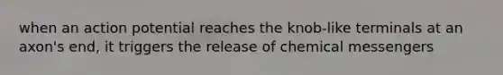 when an action potential reaches the knob-like terminals at an axon's end, it triggers the release of chemical messengers