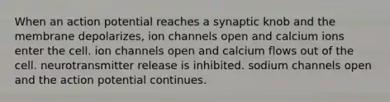 When an action potential reaches a synaptic knob and the membrane depolarizes, ion channels open and calcium ions enter the cell. ion channels open and calcium flows out of the cell. neurotransmitter release is inhibited. sodium channels open and the action potential continues.