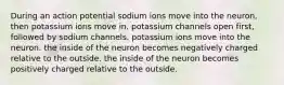 During an action potential sodium ions move into the neuron, then potassium ions move in. potassium channels open first, followed by sodium channels. potassium ions move into the neuron. the inside of the neuron becomes negatively charged relative to the outside. the inside of the neuron becomes positively charged relative to the outside.