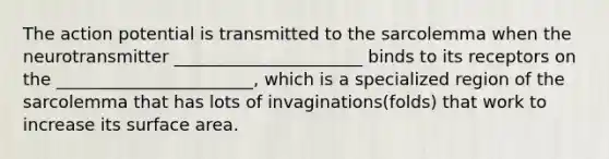 The action potential is transmitted to the sarcolemma when the neurotransmitter ______________________ binds to its receptors on the _______________________, which is a specialized region of the sarcolemma that has lots of invaginations(folds) that work to increase its surface area.