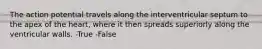 The action potential travels along the interventricular septum to the apex of the heart, where it then spreads superiorly along the ventricular walls. -True -False