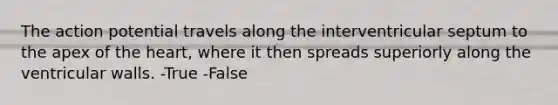The action potential travels along the interventricular septum to the apex of the heart, where it then spreads superiorly along the ventricular walls. -True -False