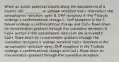 When an action potential travels along the sarcolemma of a muscle cell __________. A. voltage sensitive Ca2+ channels in the sarcoplasmic reticulum open B. DHP receptors in the T-tubule undergo a conformational change C. DHP receptors in the T-tubule undergo a conformational change and Ca2+ flows down its concentration gradient through the ryanodine receptors D. Ca2+ pumps in the sarcoplasmic reticulum are activated E. Ca2+ flows down its concentration gradient through the ryanodine receptors F. voltage sensitive Ca2+ channels in the sarcoplasmic reticulum open, DHP receptors in the T-tubule undergo a conformational change and Ca2+ flows down its concentration gradient through the ryanodine receptors