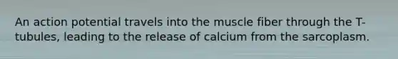 An action potential travels into the muscle fiber through the T-tubules, leading to the release of calcium from the sarcoplasm.