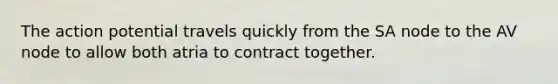The action potential travels quickly from the SA node to the AV node to allow both atria to contract together.