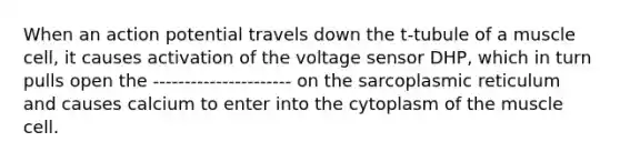 When an action potential travels down the t-tubule of a muscle cell, it causes activation of the voltage sensor DHP, which in turn pulls open the ---------------------- on the sarcoplasmic reticulum and causes calcium to enter into the cytoplasm of the muscle cell.