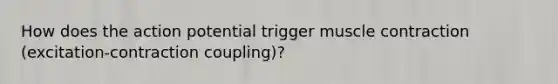 How does the action potential trigger muscle contraction (excitation-contraction coupling)?