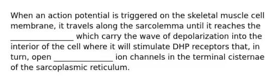 When an action potential is triggered on the skeletal muscle cell membrane, it travels along the sarcolemma until it reaches the ________________ which carry the wave of depolarization into the interior of the cell where it will stimulate DHP receptors that, in turn, open _______________ ion channels in the terminal cisternae of the sarcoplasmic reticulum.