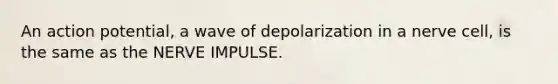 An action potential, a wave of depolarization in a nerve cell, is the same as the NERVE IMPULSE.