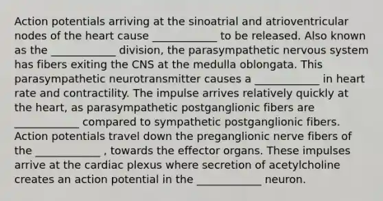 Action potentials arriving at the sinoatrial and atrioventricular nodes of the heart cause ____________ to be released. Also known as the ____________ division, the parasympathetic nervous system has fibers exiting the CNS at the medulla oblongata. This parasympathetic neurotransmitter causes a ____________ in heart rate and contractility. The impulse arrives relatively quickly at the heart, as parasympathetic postganglionic fibers are ____________ compared to sympathetic postganglionic fibers. Action potentials travel down the preganglionic nerve fibers of the ____________ , towards the effector organs. These impulses arrive at the cardiac plexus where secretion of acetylcholine creates an action potential in the ____________ neuron.