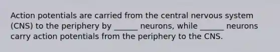 Action potentials are carried from the central <a href='https://www.questionai.com/knowledge/kThdVqrsqy-nervous-system' class='anchor-knowledge'>nervous system</a> (CNS) to the periphery by ______ neurons, while ______ neurons carry action potentials from the periphery to the CNS.