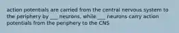 action potentials are carried from the central nervous system to the periphery by ___ neurons, while ___ neurons carry action potentials from the periphery to the CNS