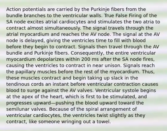 Action potentials are carried by the Purkinje fibers from the bundle branches to the ventricular walls. True False Firing of the SA node excites atrial cardiocytes and stimulates the two atria to contract almost simultaneously. The signal travels through the atrial myocardium and reaches the AV node. The signal at the AV node is delayed, giving the ventricles time to fill with blood before they begin to contract. Signals then travel through the AV bundle and Purkinje fibers. Consequently, the entire ventricular myocardium depolarizes within 200 ms after the SA node fires, causing the ventricles to contract in near unison. Signals reach the papillary muscles before the rest of the myocardium. Thus, these muscles contract and begin taking up slack in the tendinous cords an instant before ventricular contraction causes blood to surge against the AV valves. Ventricular systole begins at the apex of the heart, which is first to be stimulated, and progresses upward—pushing the blood upward toward the semilunar valves. Because of the spiral arrangement of ventricular cardiocytes, the ventricles twist slightly as they contract, like someone wringing out a towel.