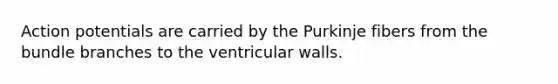 Action potentials are carried by the Purkinje fibers from the bundle branches to the ventricular walls.